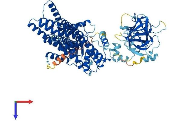 POMT1 Protein (AA 1-746) (His tag)