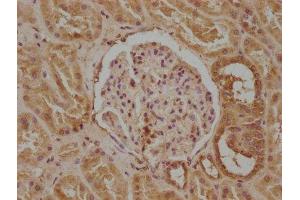 IHC image of ABIN7163957 diluted at 1:300 and staining in paraffin-embedded human kidney tissue performed on a Leica BondTM system. (KCNA7 Antikörper  (AA 1-143))