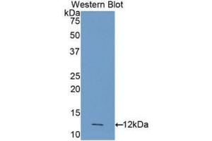 Western Blotting (WB) image for anti-Caspase 4, Apoptosis-Related Cysteine Peptidase (CASP4) (AA 290-377) antibody (ABIN3206153) (Caspase 4 Antikörper  (AA 290-377))