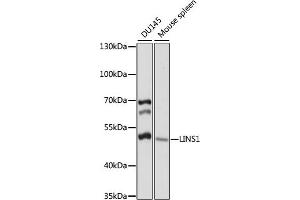 Western blot analysis of extracts of various cell lines, using LINS1 antibody (ABIN7268272) at 1:1000 dilution.