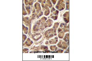 PIPPIN Antibody immunohistochemistry analysis in formalin fixed and paraffin embedded human pancreas tissue followed by peroxidase conjugation of the secondary antibody and DAB staining. (CSDC2 Antikörper  (AA 76-105))