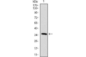 Western blot analysis using MAP2 antibody against human MAP2 recombinant protein. (MAP2 Antikörper  (AA 24-123))