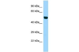 Western Blotting (WB) image for anti-UDP-GlcNAc:betaGal beta-1,3-N-Acetylglucosaminyltransferase 1 (B3GNT1) (Middle Region) antibody (ABIN2782744)