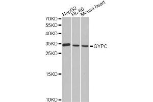 Western blot analysis of extracts of various cell lines, using GYPC antibody (ABIN1872924) at 1:1000 dilution. (CD236/GYPC Antikörper)
