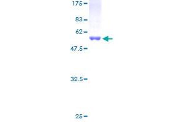 PSMB4 Protein (AA 1-264) (GST tag)