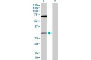 Western Blot analysis of FGF13 expression in transfected 293T cell line by FGF13 MaxPab polyclonal antibody. (FGF13 Antikörper  (AA 1-245))