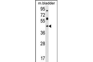 HOXD13 Antibody (Center) (ABIN655171 and ABIN2844789) western blot analysis in mouse bladder tissue lysates (35 μg/lane). (Homeobox D13 Antikörper  (AA 202-230))