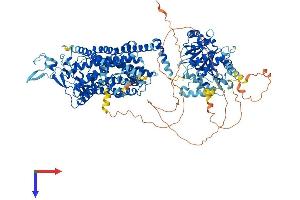 SLC12A6 Protein (AA 1-1150) (His tag)