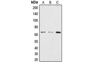 Western blot analysis of CstF-64 expression in HeLa (A), BJAB (B), THP1 (C) whole cell lysates.
