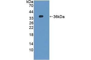 Detection of Recombinant DAPP1, Mouse using Polyclonal Antibody to Dual Adaptor Of Phosphotyrosine And 3-Phosphoinositides (DAPP1) (DAPP1 Antikörper  (AA 1-280))