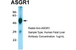 Host: Rabbit Target Name: ASGR1 Sample Type: Human Fetal Liver Antibody Dilution: 1. (Asialoglycoprotein Receptor 1 Antikörper  (Middle Region))