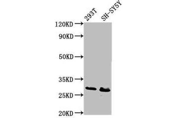 RFXANK Antikörper  (AA 3-84)