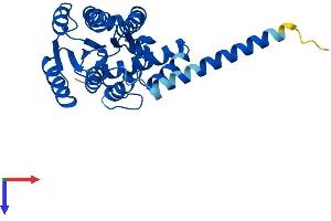 HSD17B12 Protein (AA 1-312) (His tag)
