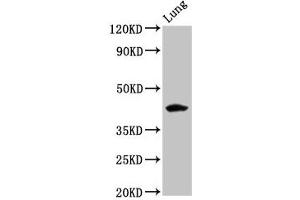 Western Blot Positive WB detected in: Rat lung tissue All lanes: FUT3 antibody at 5. (FUT3 Antikörper  (AA 83-187))