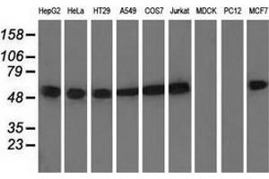 Western blot analysis of extracts (35 µg) from 9 different cell lines by using anti-TUBA8 monoclonal antibody.