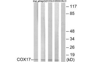 Western Blotting (WB) image for anti-COX17 Cytochrome C Oxidase Assembly Protein 17 (COX17) (N-Term) antibody (ABIN1850318) (COX17 Antikörper  (N-Term))