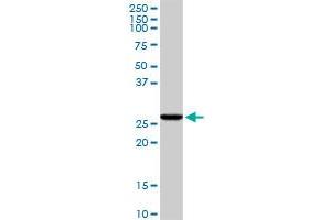 CASP6 MaxPab rabbit polyclonal antibody. (Caspase 6 Antikörper  (AA 1-293))