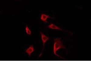 ABIN6274979 staining Hela cells by IF/ICC. (CDC42EP2 Antikörper  (N-Term))