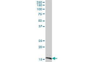 SYNJ2BP MaxPab polyclonal antibody. (SYNJ2BP Antikörper  (AA 1-145))