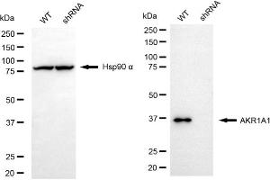 Western blotting analysis using AKR1A1 antibody (ABIN7797569). (AKR1A1 Antikörper)