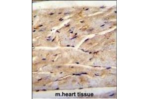 RMD1 Antibody (N-term) (ABIN655830 and ABIN2845248) immunohistochemistry analysis in formalin fixed and paraffin embedded mouse heart tissue followed by peroxidase conjugation of the secondary antibody and DAB staining. (RMD1 Antikörper  (N-Term))