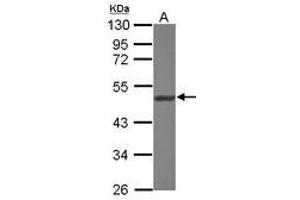 Image no. 2 for anti-Asparaginyl-tRNA Synthetase 2, Mitochondrial (Putative) (NARS2) (AA 7-276) antibody (ABIN1499648) (NARS2 Antikörper  (AA 7-276))