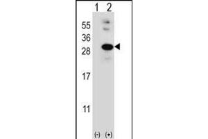 Western Blotting (WB) image for anti-Glyoxalase I (GLO1) (AA 23-51), (N-Term) antibody (ABIN390591)