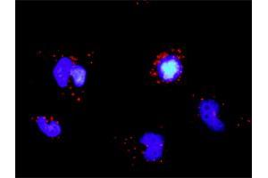 Proximity Ligation Analysis of protein-protein interactions between TRAF5 and TRAF3. (TRAF3 Antikörper  (AA 298-410))