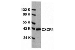 Western Blotting (WB) image for anti-Chemokine (C-X-C Motif) Receptor 4 (CXCR4) (N-Term) antibody (ABIN1031336) (CXCR4 Antikörper  (N-Term))