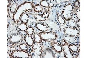 Immunohistochemical staining of paraffin-embedded liver tissue using anti-NME4 mouse monoclonal antibody. (NME4 Antikörper)