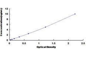 Doublecortin (DCX) ELISA Kit