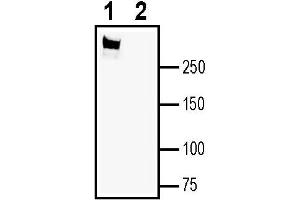 Western blot analysis of rat brain membranes:1.