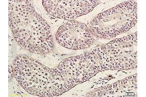 Frozen mouse brain tissue labeled with Anti-Neurturin Polyclonal Antibody, Unconjugated (ABIN724505) 1:200 followed by conjugation to the secondary antibody (Neurturin Antikörper  (AA 151-197))