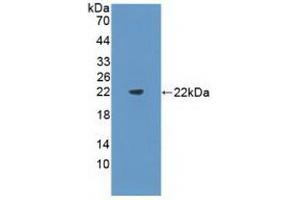 Western blot analysis of recombinant Mouse Flt3L.