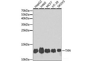 Western blot analysis of extracts of various cell lines using TXN Polyclonal Antibody at dilution of 1:1000. (TXN Antikörper)
