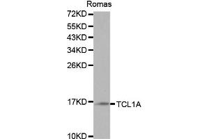 Western blot analysis of extracts of Ramos cells, using TCL1A antibody. (TCL1A Antikörper)