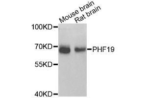 Western blot analysis of extracts of various cell lines, using PHF19 antibody (ABIN5975738) at 1/1000 dilution. (PHF19 Antikörper)