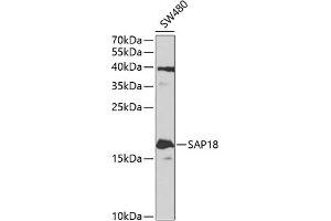 Western blot analysis of extracts of SW480 cells, using S antibody (ABIN1682621, ABIN3018891, ABIN3018892 and ABIN6220612) at 1:1000 dilution. (SAP18 Antikörper  (AA 21-172))