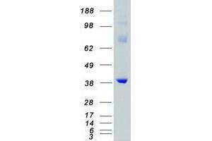 Validation with Western Blot (MAP2K6 Protein (Myc-DYKDDDDK Tag))