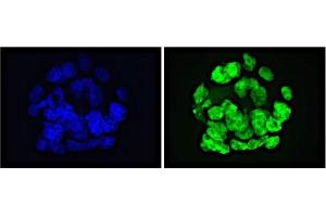 GLIS1 antibody (mAb) tested by Immunofluorescence. (GLIS1 Antikörper  (N-Term))