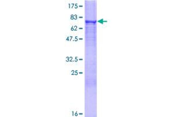 HMGCS2 Protein (AA 1-508) (GST tag)