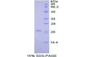 SDS-PAGE of Protein Standard from the Kit (Highly purified E. (Haptoglobin ELISA Kit)