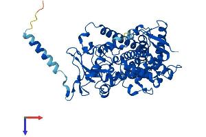 CYP1A1 Protein (AA 1-512) (His tag)