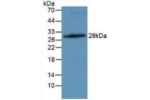 Detection of IGFBP4 in Rat Placenta Tissue using Monoclonal Antibody to Insulin Like Growth Factor Binding Protein 4 (IGFBP4) (IGFBP4 Antikörper  (AA 22-258))