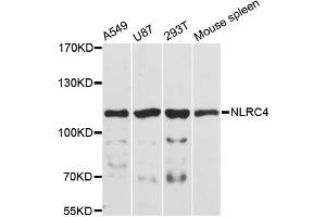 Western blot analysis of extracts of various cell lines, using NLRC4 antibody. (NLRC4 Antikörper)