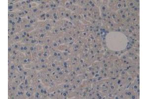 IHC-P analysis of Mouse Liver Tissue, with DAB staining. (Klotho Antikörper  (AA 516-955))