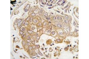Immunohistochemistry (IHC) image for anti-Cytochrome P450, Family 1, Subfamily A, Polypeptide 1 (CYP1A1) (AA 377-405) antibody (ABIN3030670)