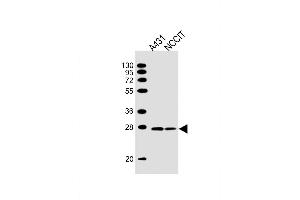 Lane 1: A431 Cell lysates, Lane 2: NCCIT Cell lysates, probed with BAP31 (1502CT208. (BCAP31 Antikörper)