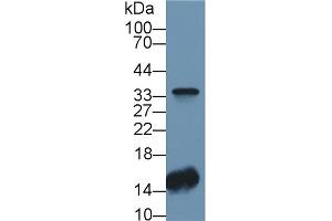 Detection of CA4 in Human Lung lysate using Polyclonal Antibody to Carbonic Anhydrase IV (CA4) (CA4 Antikörper  (AA 19-283))