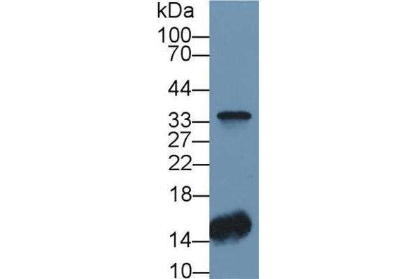 CA4 抗体  (AA 19-283)